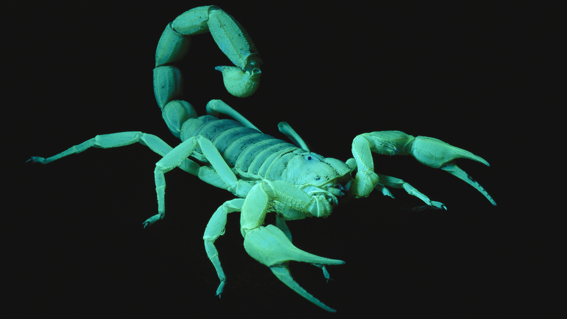 Scorpion Venom Ion Channel Molecular Structural Mechanism