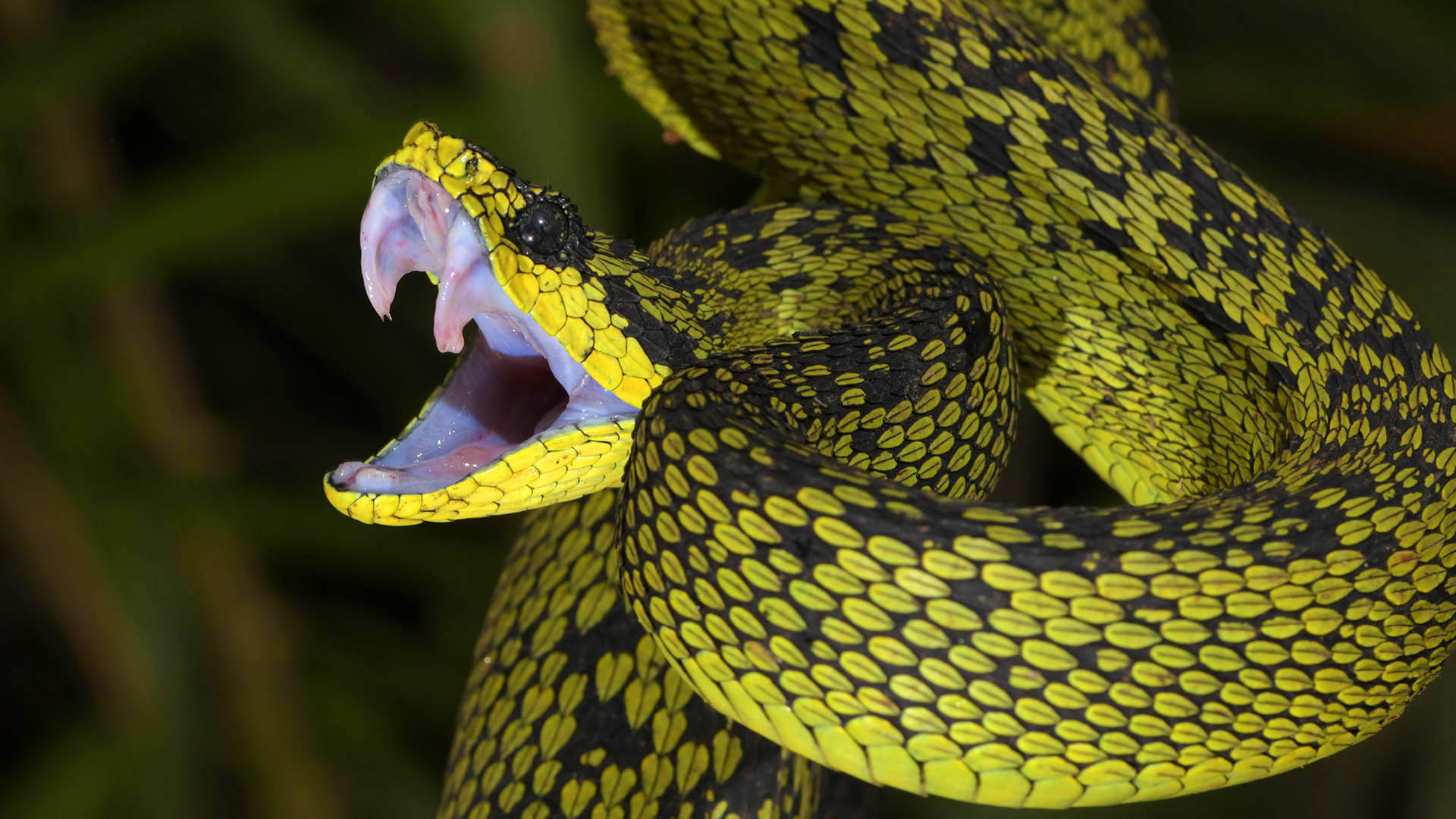 Animal Venom Toxin Viper Specimen Source