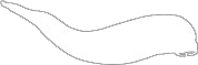 Vector Icon